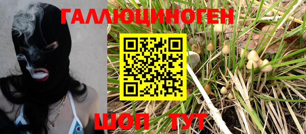 Псилоцибиновые грибы Psilocybine cubensis Кисловодск